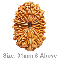 19 Mukhi Rudraksha